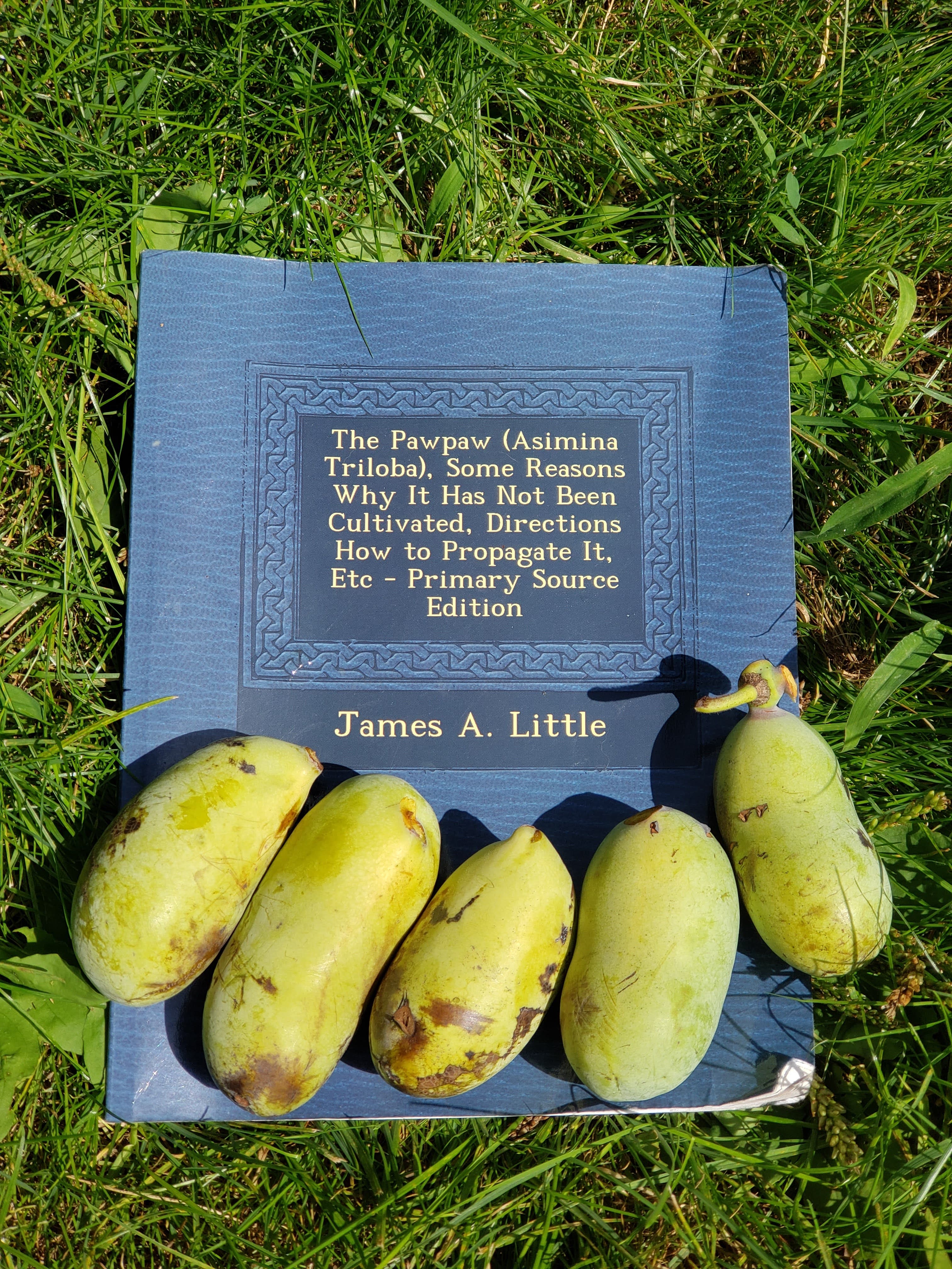 Five ripe pawpaw fruits arranged on a 1905 monograph by James A. Little titled 'The Pawpaw (Asimina Triloba)'