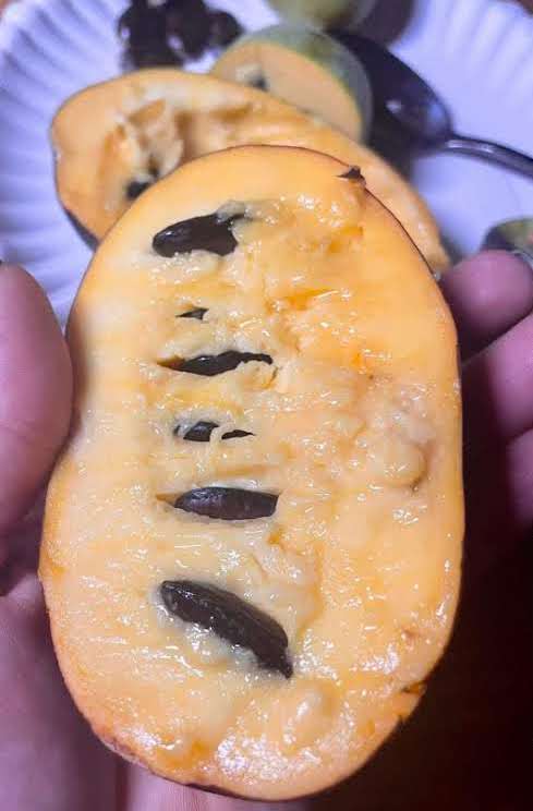 A pawpaw cut open by hand, showing its creamy yellow flesh and large dark brown seeds