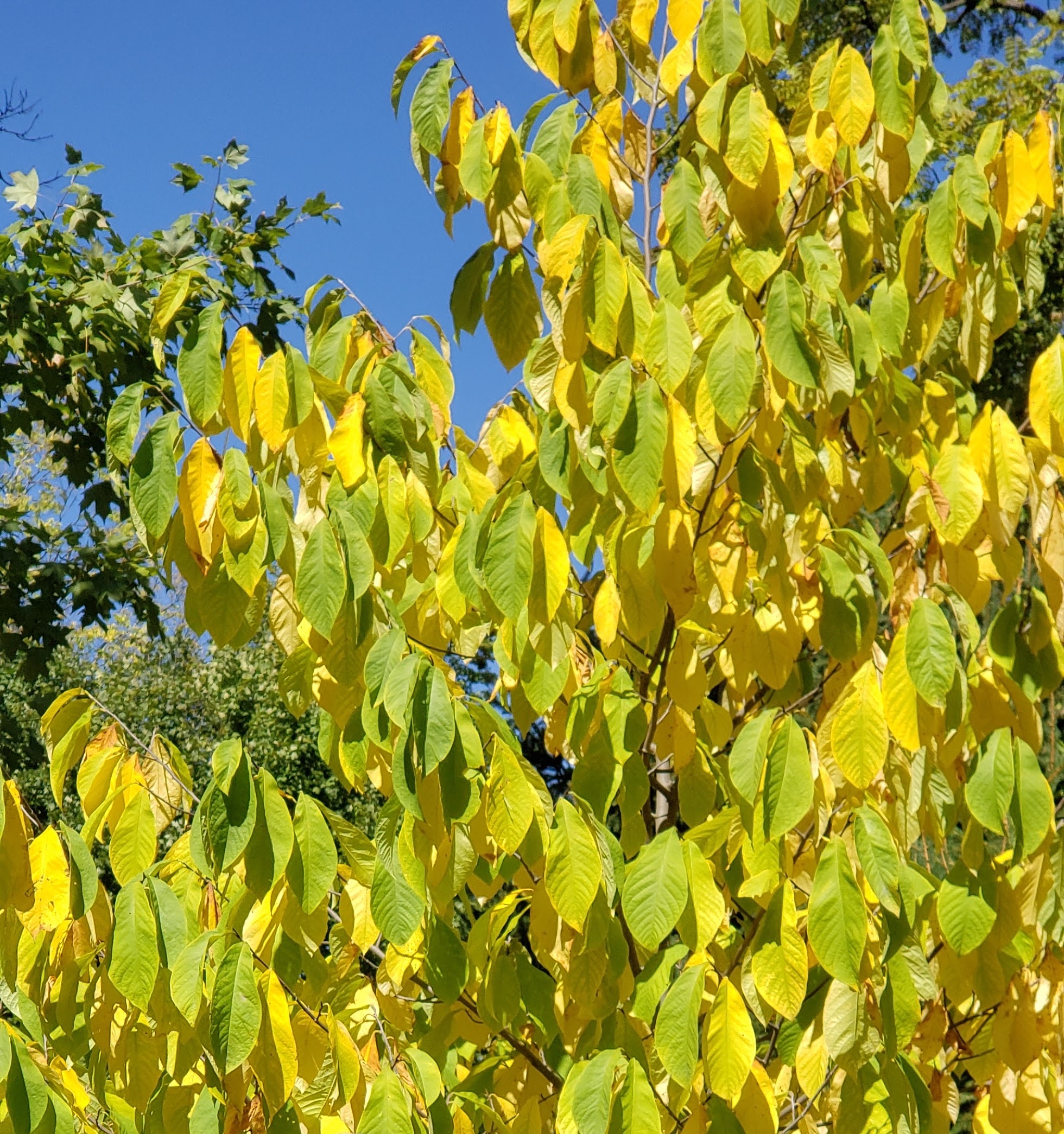 Bright yellow autumn foliage of a mature pawpaw tree against a clear blue sky