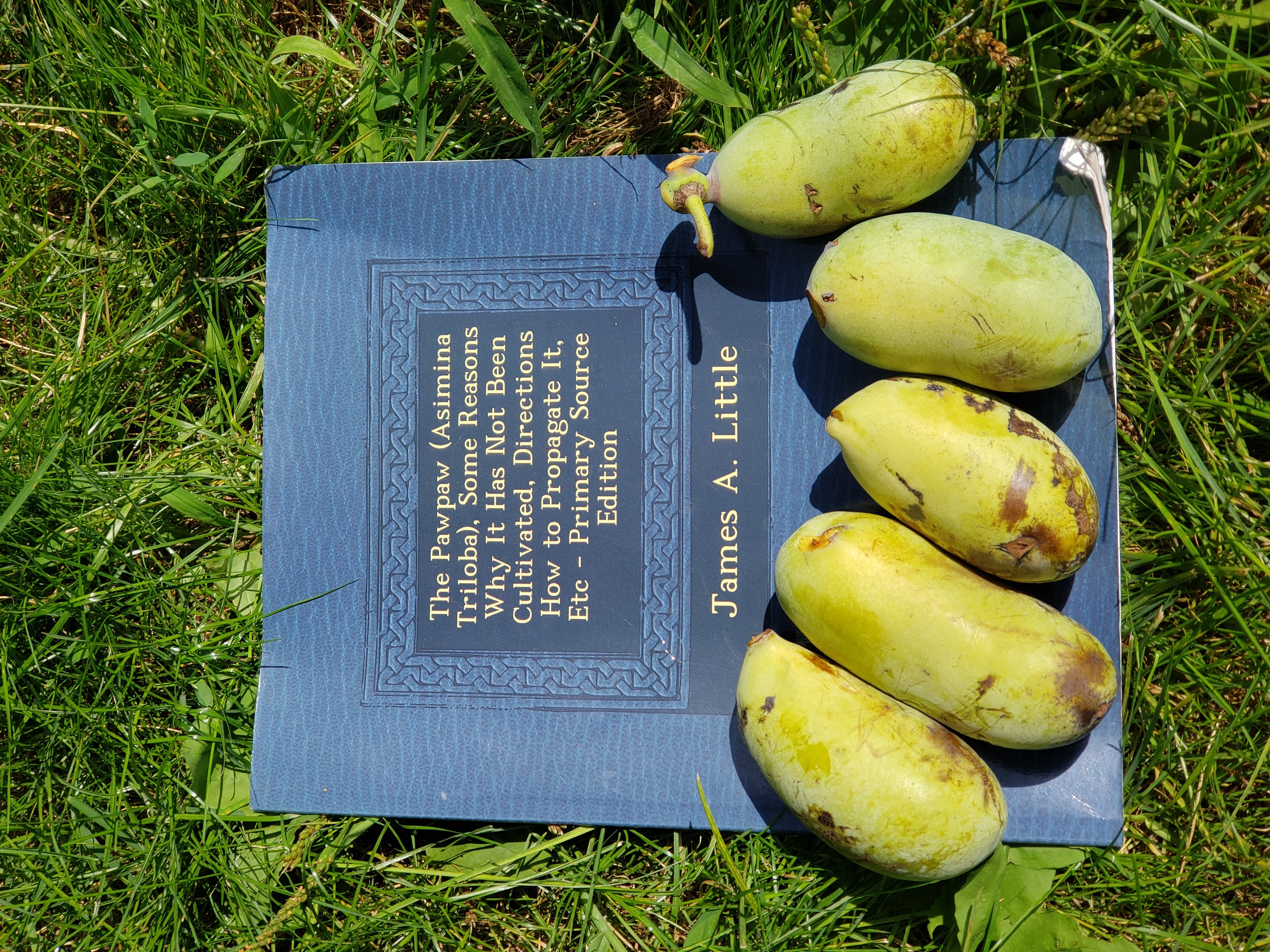 Five ripe pawpaw fruits arranged on a 1905 pamphlet by James A. Little titled The Pawpaw (Asimina Triloba)