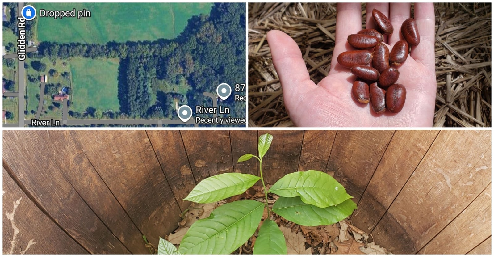 A map of the Kingston planting site, pawpaw seeds in a hand, and a young pawpaw seedling