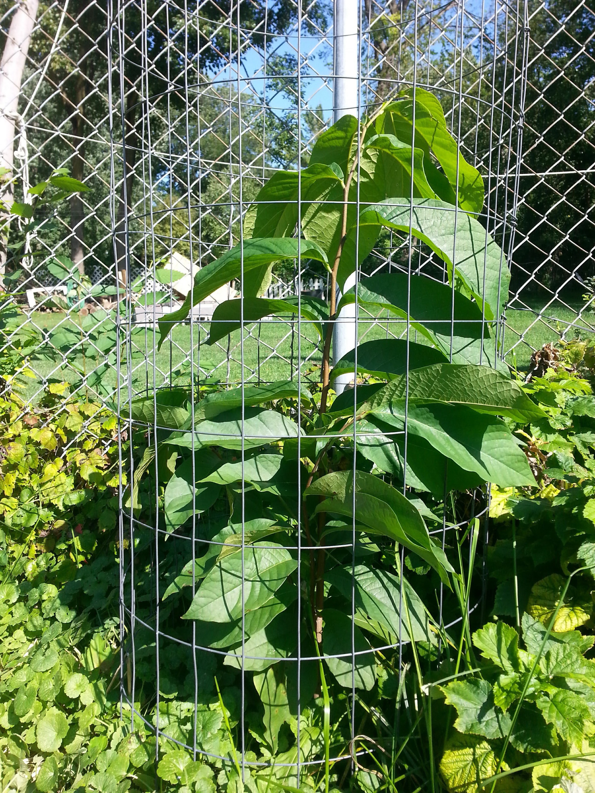 A young pawpaw tree growing inside a cylindrical wire cage beside a chain link fence
