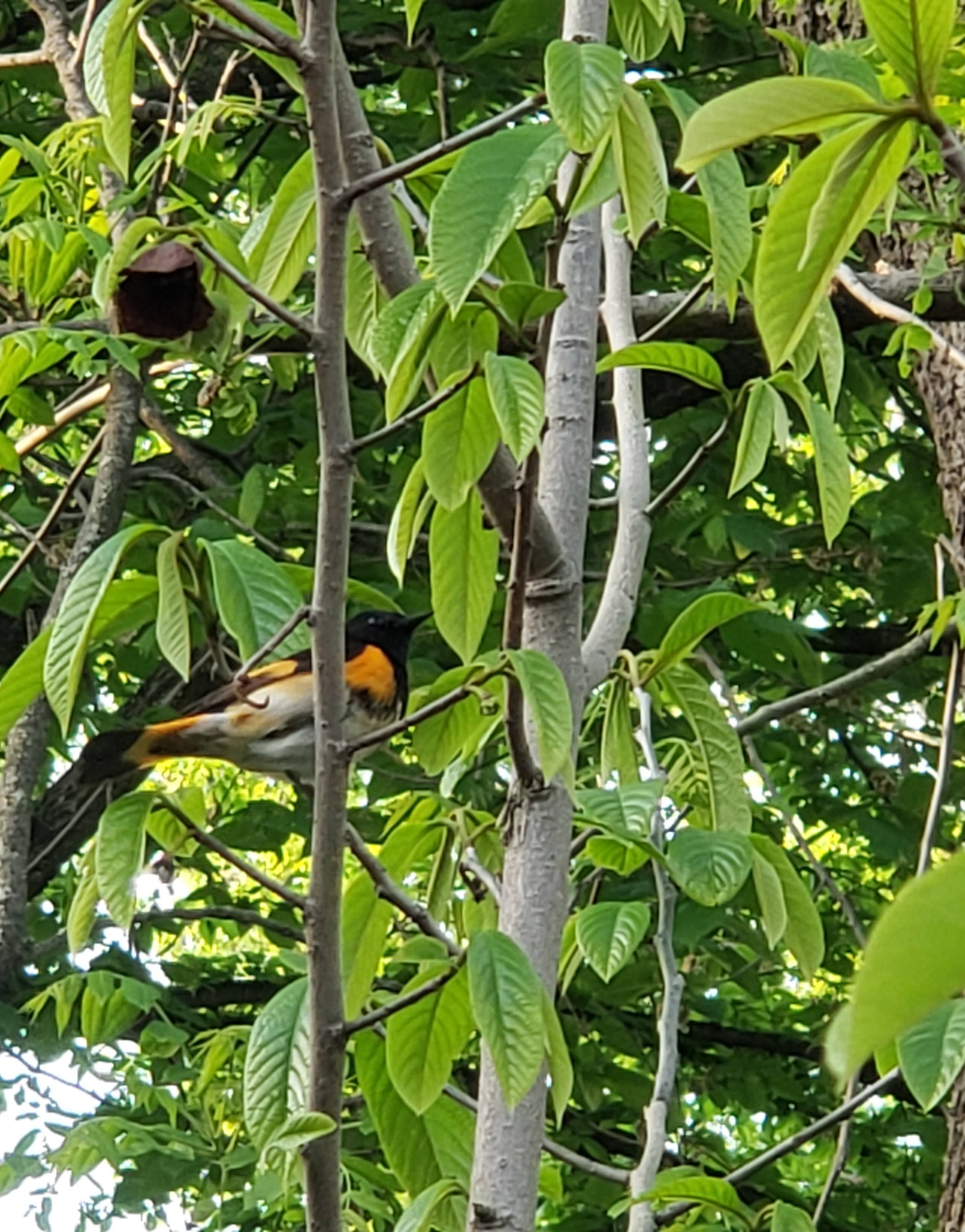 A male American Redstart amid the spring foliage and maroon flowers of a pawpaw tree