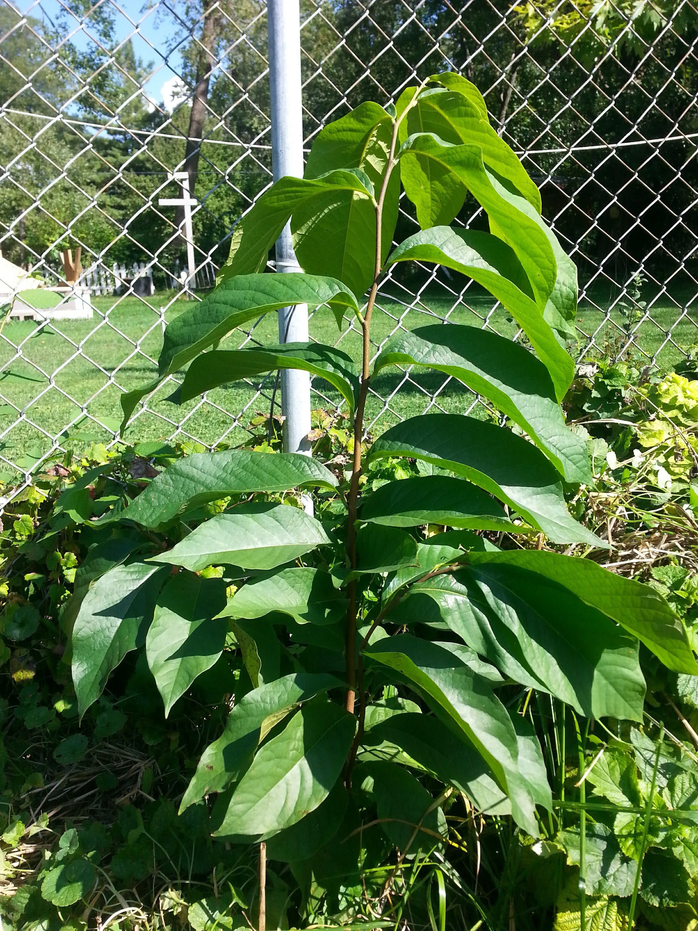 A young pawpaw tree carrying large drooping leaves along a single stem, beside a chain link fence